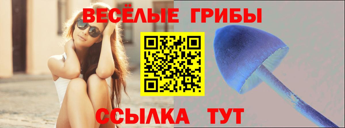 Псилоцибиновые грибы Psilocybe Вязники